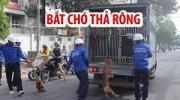 Thông báo về việc ra quân bắt chó, mèo thả rông trên địa bàn Phường 2 đợt 2 năm 2024